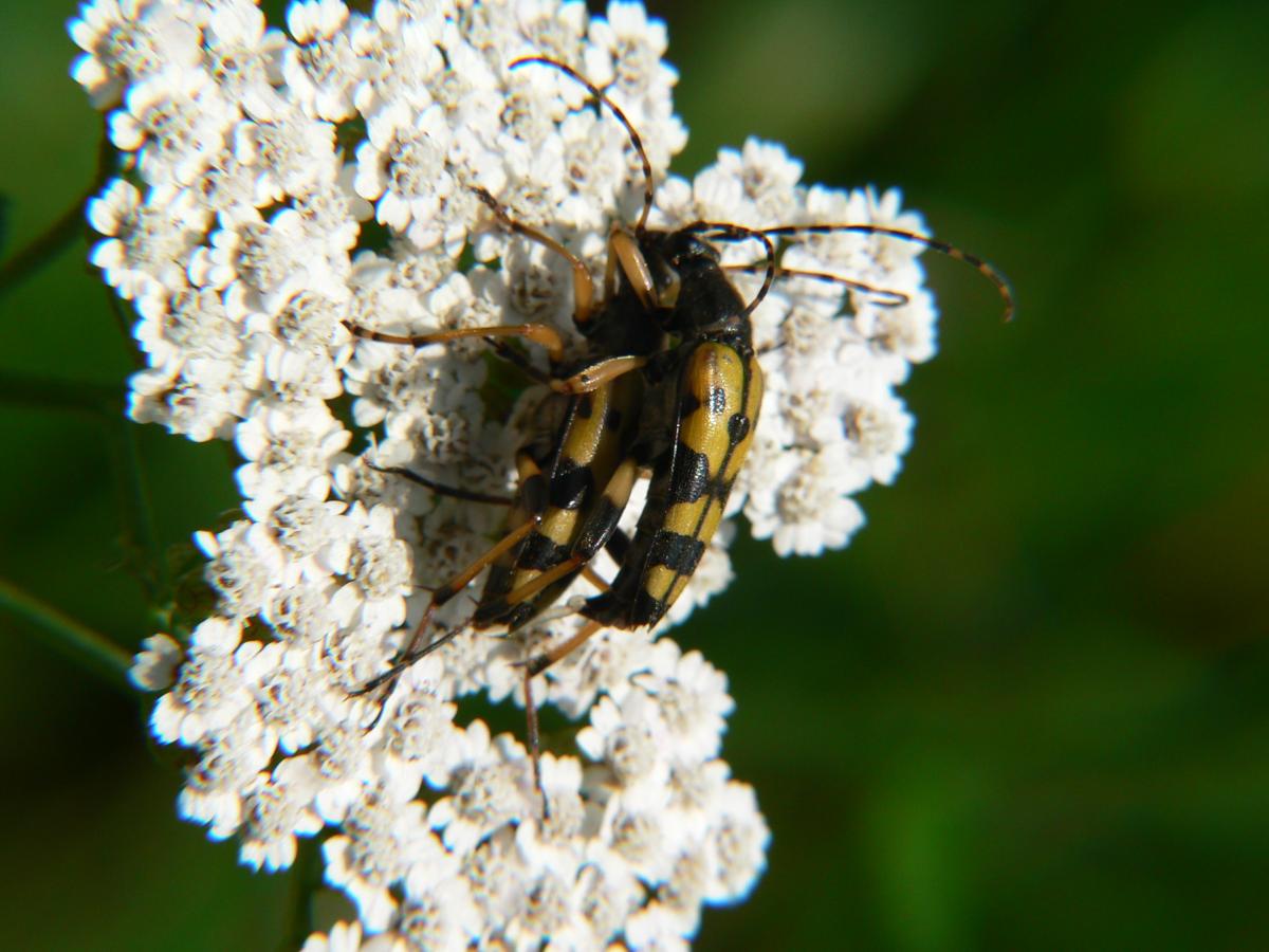 Rutpela maculata ssp. maculata (Cerambycidae)